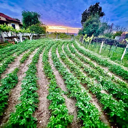 Villa Kadafi Agios Gordios (Corfu)